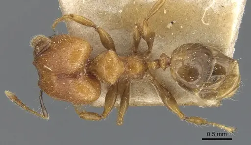 Pheidole magrettii specimen