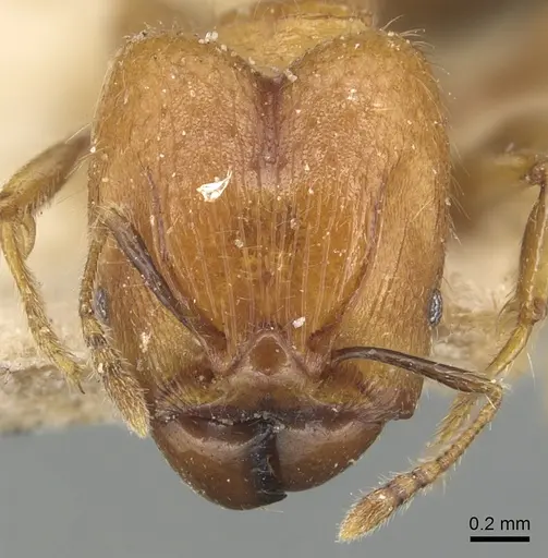 Pheidole magrettii specimen