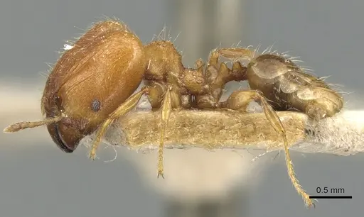 Pheidole magrettii specimen