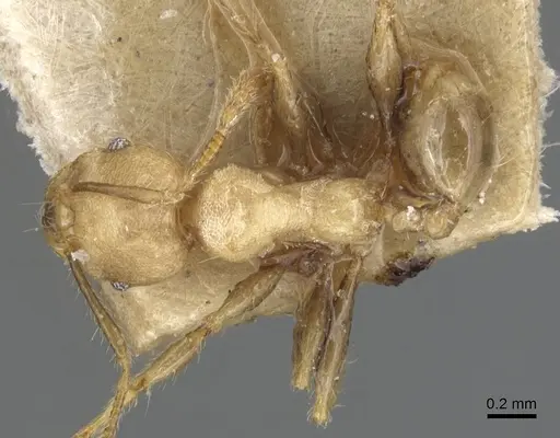Pheidole magrettii - CASENT0904240