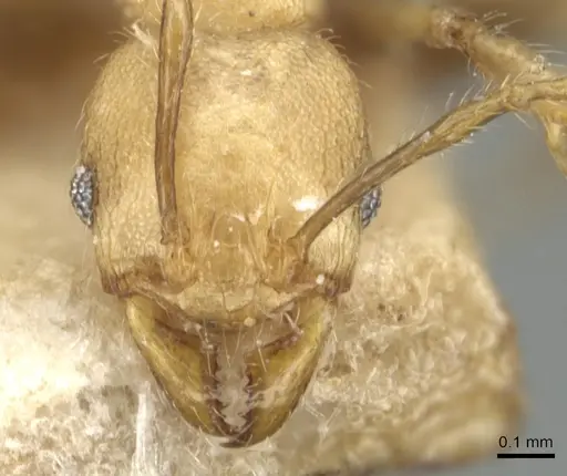 Pheidole magrettii - CASENT0904240