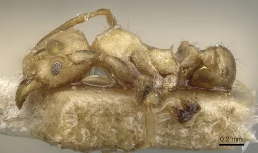 Pheidole magrettii - CASENT0904240