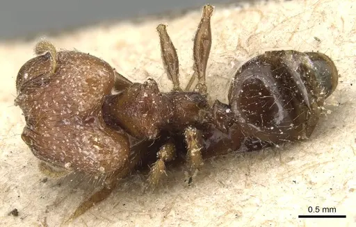 Pheidole magrettii - CASENT0904247