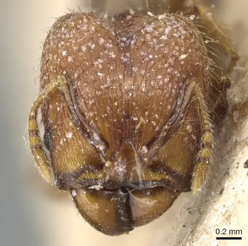 Pheidole magrettii - CASENT0904247