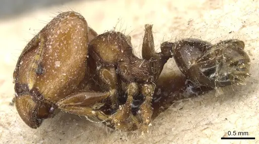 Pheidole magrettii - CASENT0904247