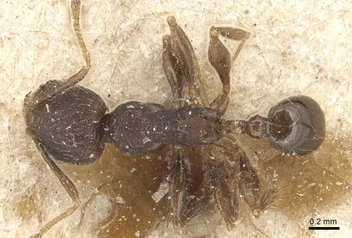 Pheidole magrettii - CASENT0904248