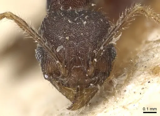 Pheidole magrettii - CASENT0904248