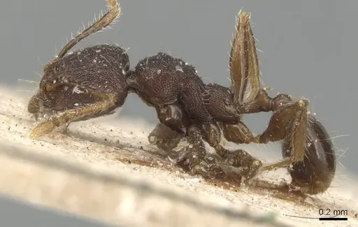 Pheidole magrettii - CASENT0904248