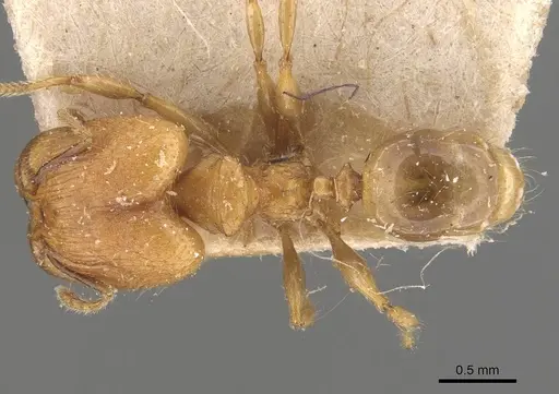 Pheidole magrettii - CASENT0907981