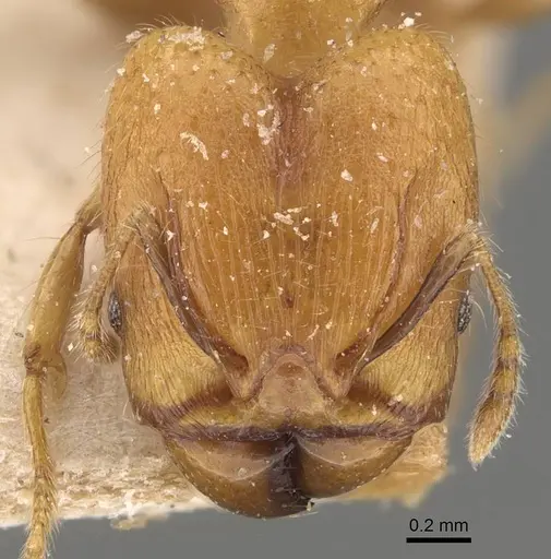Pheidole magrettii - CASENT0907981