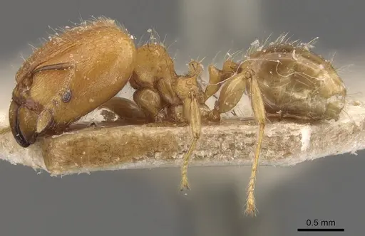 Pheidole magrettii - CASENT0907981