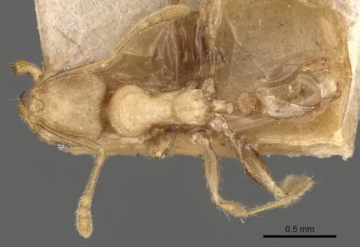 Pheidole magrettii - CASENT0907982