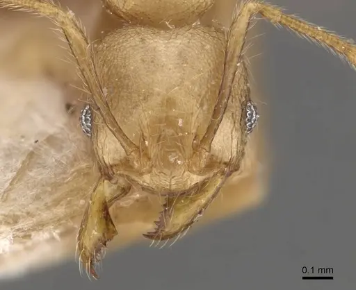 Pheidole magrettii - CASENT0907982