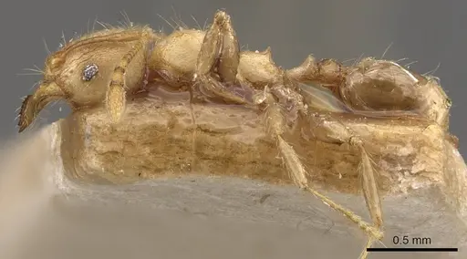 Pheidole magrettii - CASENT0907982