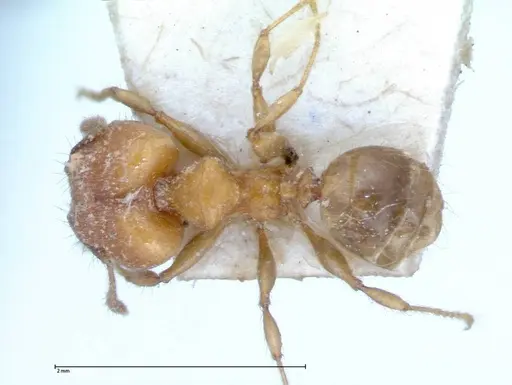 Pheidole magrettii - FOCOL0057