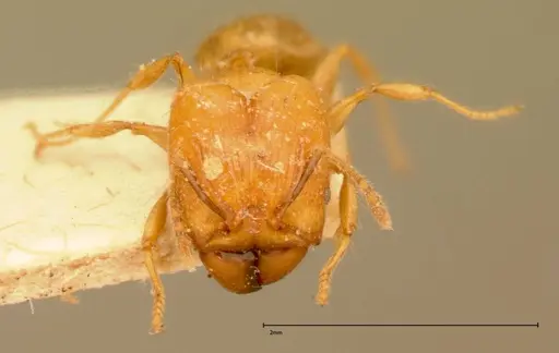 Pheidole magrettii - FOCOL0057