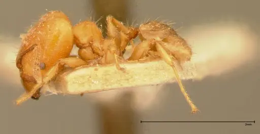 Pheidole magrettii - FOCOL0057