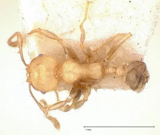Pheidole magrettii - FOCOL0691
