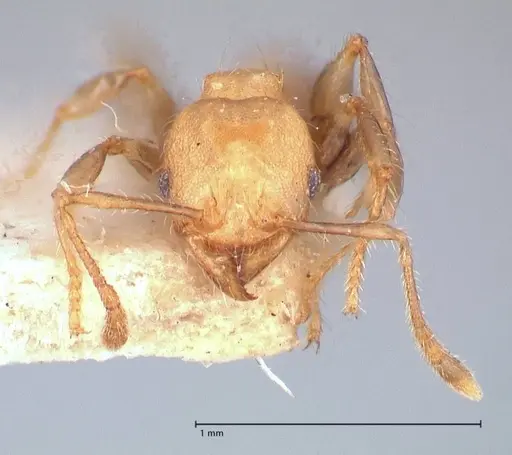 Pheidole magrettii - FOCOL0691