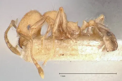 Pheidole magrettii - FOCOL0691