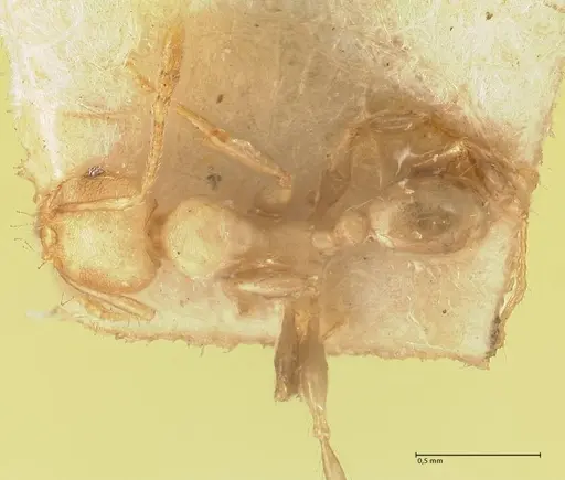 Pheidole magrettii - FOCOL1365