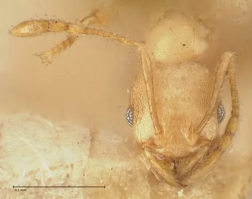 Pheidole magrettii - FOCOL1365