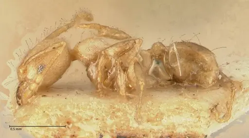 Pheidole magrettii - FOCOL1365