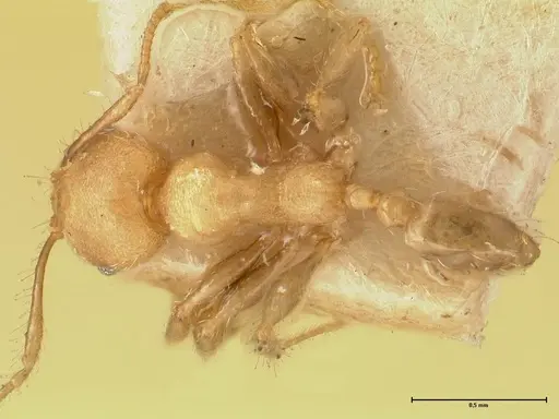 Pheidole magrettii - FOCOL1366