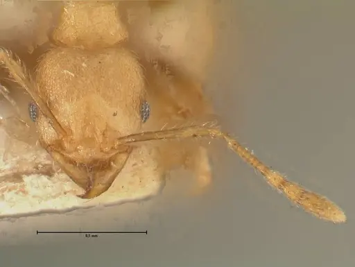 Pheidole magrettii - FOCOL1366