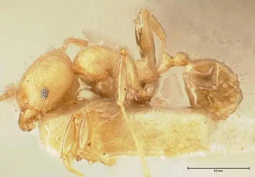 Pheidole magrettii - FOCOL1366