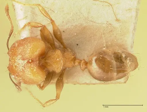 Pheidole magrettii - FOCOL1367