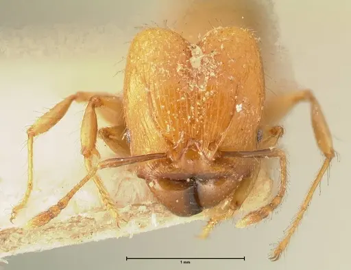 Pheidole magrettii - FOCOL1367