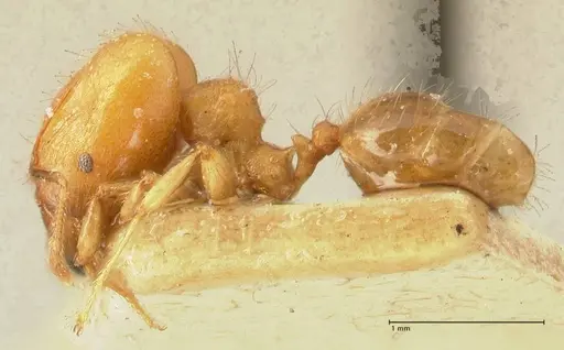 Pheidole magrettii - FOCOL1367