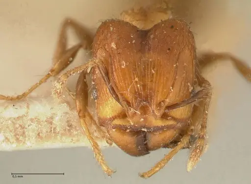 Pheidole magrettii - FOCOL1368
