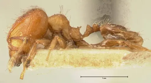 Pheidole magrettii - FOCOL1368