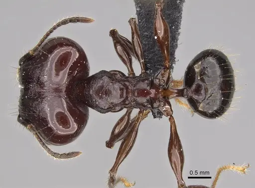 Pheidole mahaboensis specimen