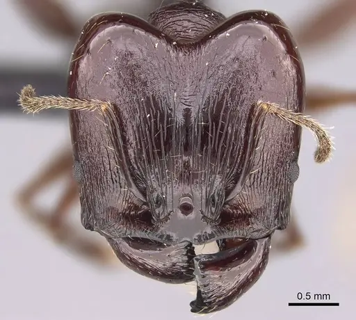 Pheidole mahaboensis specimen