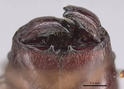 Pheidole mahaboensis specimen