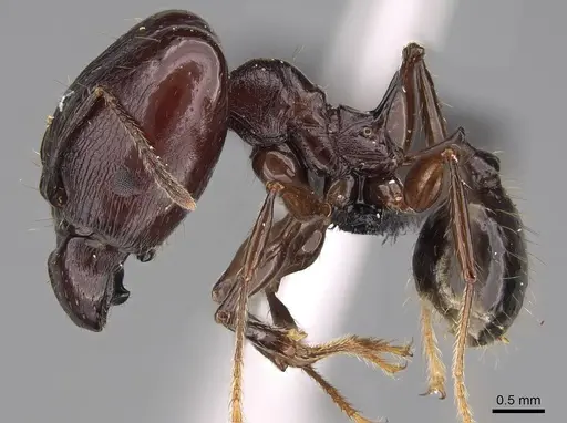 Pheidole mahaboensis - CASENT0070925