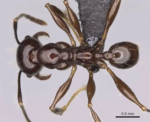 Pheidole mahaboensis - CASENT0070926