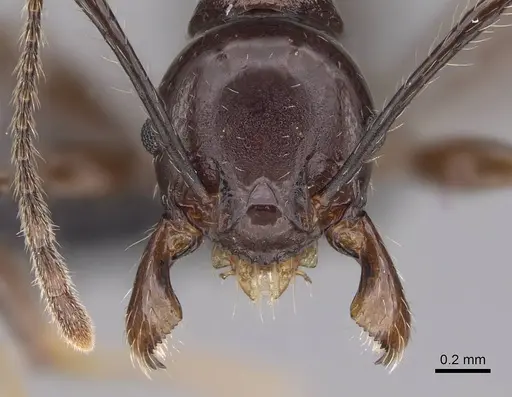 Pheidole mahaboensis - CASENT0070926
