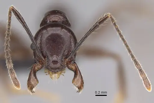 Pheidole mahaboensis - CASENT0070926