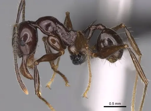 Pheidole mahaboensis - CASENT0070926