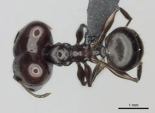 Pheidole mahaboensis - CASENT0456251