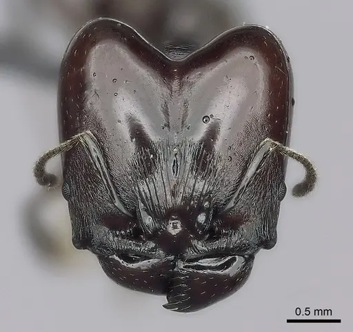 Pheidole mahaboensis - CASENT0456251