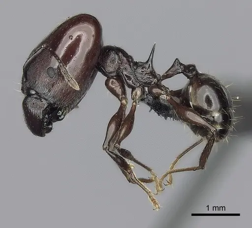 Pheidole mahaboensis - CASENT0456251