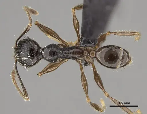 Pheidole mainty specimen