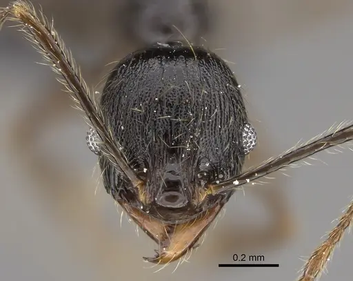 Pheidole mainty specimen