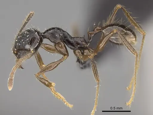 Pheidole mainty specimen