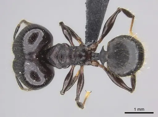Pheidole maizina specimen